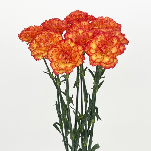 Carnations (Imported) - Rainbow 彩虹 (10/20 Stems)