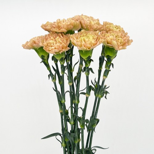 Carnations (Imported) - Reg Malone 雷格马龙 (10/20 Stems) Carnations (Imported) - Reg Malone 雷格马龙 (10/20 Stems)