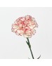 Carnations (Imported) - Seattle 西雅图 (10/20 Stems)