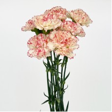 Carnations (Imported) - Seattle 西雅图 (10/20 Stems)