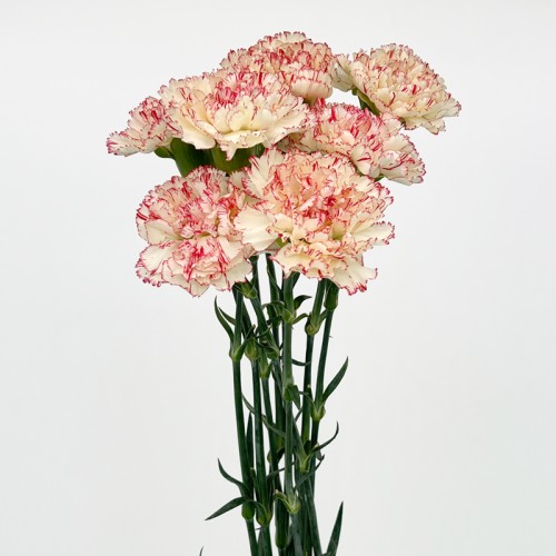 Carnations (Imported) - Seattle 西雅图 (10/20 Stems)