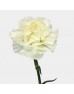 Carnations (Imported) - Snow Shadow 雪影 (10/20 Stems) Carnations (Imported) - Snow Shadow 雪影 (10/20 Stems)