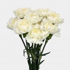 Carnations (Imported) - Snow Shadow 雪影 (10/20 Stems)