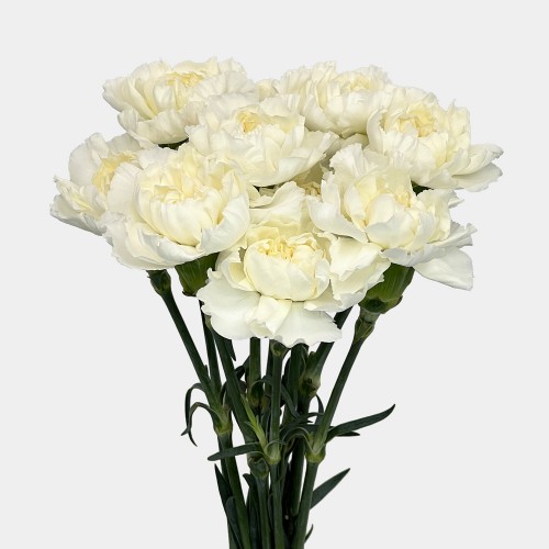 Carnations (Imported) - Snow Shadow 雪影 (10/20 Stems) Carnations (Imported) - Snow Shadow 雪影 (10/20 Stems)