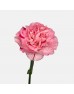 Carnations (Imported) - Strawberry Candy 草莓糖 (10/20 Stems)
