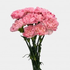 Carnations (Imported) - Strawberry Candy 草莓糖 (10/20 Stems)