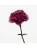 Carnations (Imported) - Taste Life 品味人生 (10/20 Stems) Carnations (Imported) - Taste Life 品味人生 (10/20 Stems)