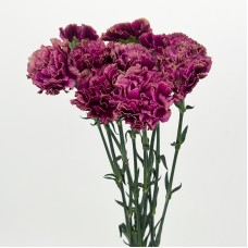 Carnations (Imported) - Taste Life 品味人生 (10/20 Stems)
