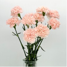 Carnations (Imported) - Time Pink 流光粉 (10/20 Stems)