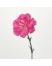 Carnations (Imported) - Tonic 小桃红 (10/20 Stems)