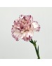 Carnations (Imported) - Variation Of Fragrance 变异尤香 (10/20 Stems) Carnations (Imported) - Variation Of Fragrance 变异尤香 (10/20 Stems)