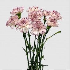 Carnations (Imported) - Variation Of Fragrance 变异尤香 (10/20 Stems)