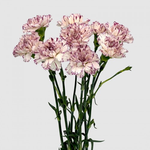 Carnations (Imported) - Variation Of Fragrance 变异尤香 (10/20 Stems) Carnations (Imported) - Variation Of Fragrance 变异尤香 (10/20 Stems)