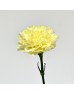 Carnations (Imported) - Cream 奶油 (10/20 Stems) Carnations (Imported) - Cream 奶油 (10/20 Stems)