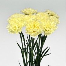 Carnations (Imported) - Cream 奶油 (10/20 Stems)