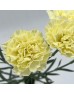 Carnations (Imported) - Cream 奶油 (10/20 Stems) Carnations (Imported) - Cream 奶油 (10/20 Stems)
