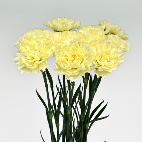 Carnations (Imported) - Cream 奶油 (10/20 Stems) Carnations (Imported) - Cream 奶油 (10/20 Stems)