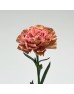 Carnations (Imported) - Love of Cuba 爱情古巴 (10/20 Stems)