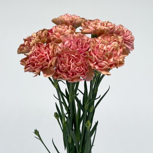 Carnations (Imported) - Love of Cuba 爱情古巴 (10/20 Stems)