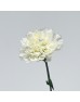 Carnations (Imported) - White 白 (10/20 Stems) Carnations (Imported) - White 白 (10/20 Stems)