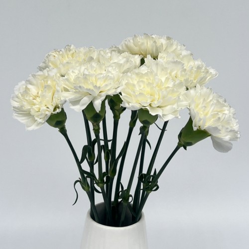 Carnations (Imported) - White 白 (10/20 Stems) Carnations (Imported) - White 白 (10/20 Stems)