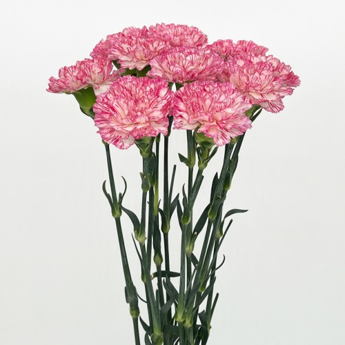 Carnations (Imported) - White / Pink 白露 (10/20 Stems) Carnations (Imported) - White / Pink 白露 (10/20 Stems)