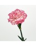 Carnations (Imported) - White / Pink 白露 (10/20 Stems) Carnations (Imported) - White / Pink 白露 (10/20 Stems)