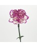 Carnations (Imported) - White / Violet 飞碟 (10/20 Stems) Carnations (Imported) - White / Violet 飞碟 (10/20 Stems)