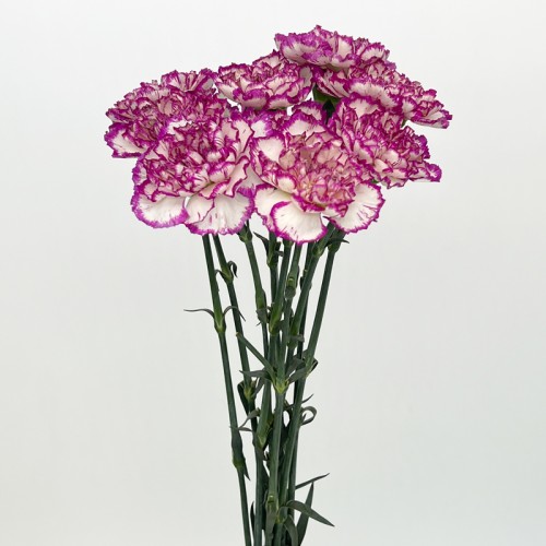 Carnations (Imported) - White / Violet 飞碟 (10/20 Stems) Carnations (Imported) - White / Violet 飞碟 (10/20 Stems)