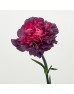 Carnations (Imported) - Wild Horse 野马 (10/20 Stems)