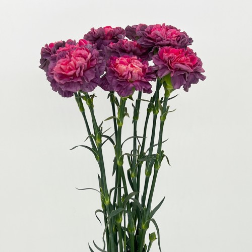 Carnations (Imported) - Wild Horse 野马 (10/20 Stems)