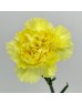 Carnations (Imported) - Yellow 黄 (10/20 Stems) Carnations (Imported) - Yellow 黄 (10/20 Stems)
