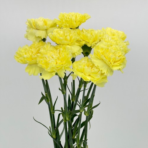 Carnations (Imported) - Yellow 黄 (10/20 Stems) Carnations (Imported) - Yellow 黄 (10/20 Stems)