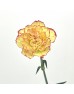 Carnations (Imported) - Yellow / Red 俏新娘 (10/20 Stems) Carnations (Imported) - Yellow / Red 俏新娘 (10/20 Stems)