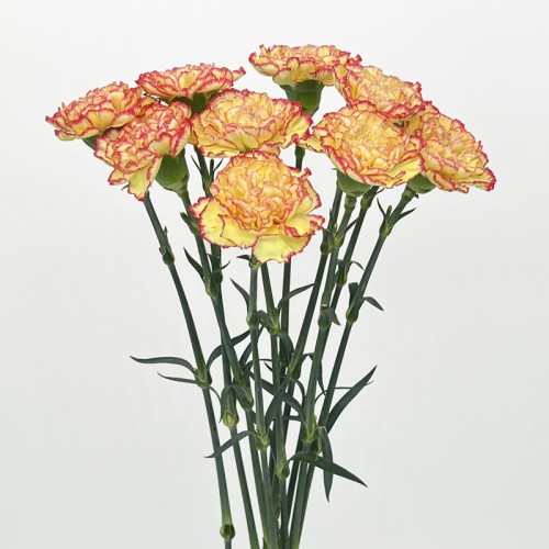Carnations (Imported) - Yellow / Red 俏新娘 (10/20 Stems) Carnations (Imported) - Yellow / Red 俏新娘 (10/20 Stems)