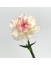 Carnations (Imported) - Yukari Cherry 樱桃尤香 (10/20 Stems) Carnations (Imported) - Yukari Cherry 樱桃尤香 (10/20 Stems)