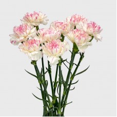 Carnations (Imported) - Yukari Cherry 樱桃尤香 (10/20 Stems)