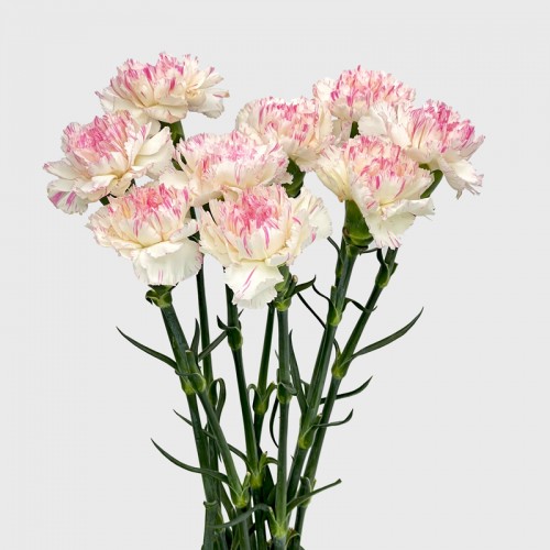 Carnations (Imported) - Yukari Cherry 樱桃尤香 (10/20 Stems) Carnations (Imported) - Yukari Cherry 樱桃尤香 (10/20 Stems)