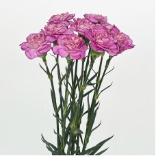Carnations (Imported) - Zixia Fairy 紫霞仙子 (10/20 Stems)