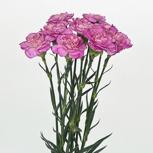 Carnations (Imported) - Zixia Fairy 紫霞仙子 (10/20 Stems) Carnations (Imported) - Zixia Fairy 紫霞仙子 (10/20 Stems)