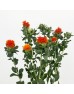 Carthamus Tinctorius (Imported) - Orange (Per Bundle) Carthamus Tinctorius (Imported) - Orange (Per Bundle)
