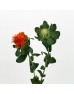 Carthamus Tinctorius (Imported) - Orange (Per Bundle) Carthamus Tinctorius (Imported) - Orange (Per Bundle)