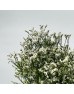 Caspia (Imported) - White (Per Bundle)
