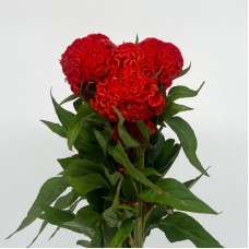 Celosia (Imported) - Red (Per Bundle) Celosia (Imported) - Red (Per Bundle)