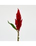 Celosia Cristata (Imported) - Red (Per Bundle)