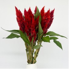 Celosia Cristata (Imported) - Red (Per Bundle) Celosia Cristata (Imported) - Red (Per Bundle)