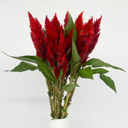 Celosia Cristata (Imported) - Red (Per Bundle)