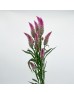 Celosia Spray (Imported) - Lilac (Per Bundle)