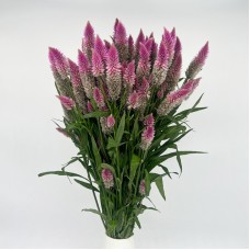 Celosia Spray (Imported) - Lilac (Per Bundle)