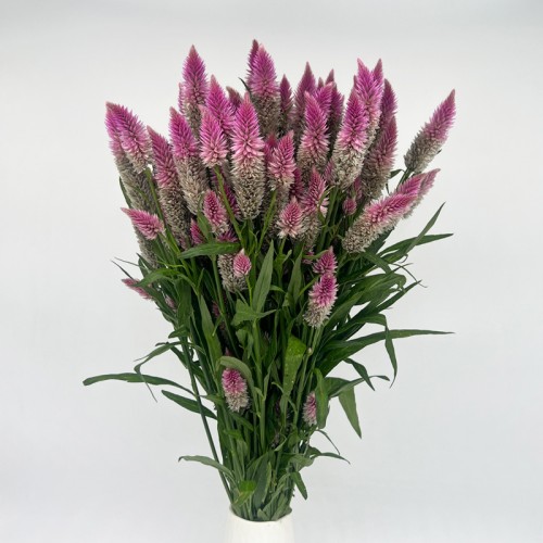 Celosia Spray (Imported) - Lilac (Per Bundle)